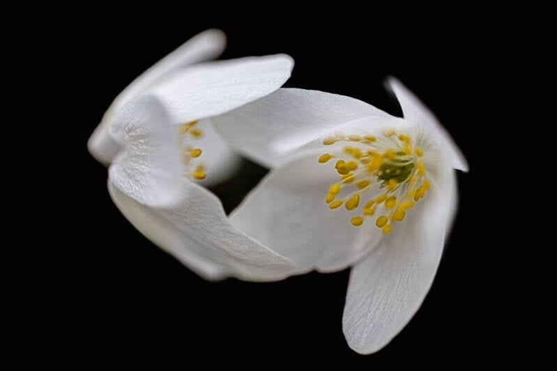 natur-16-standard-5krqzh.jpg