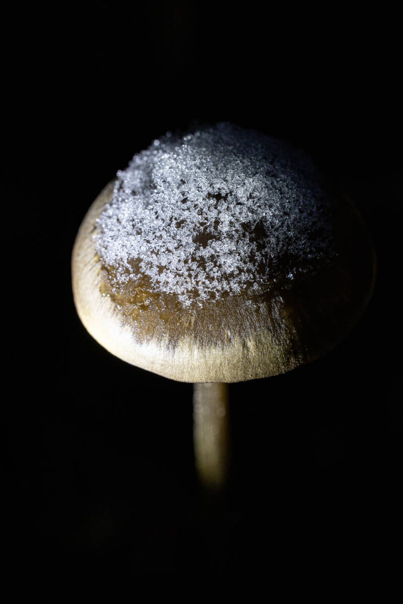 natur-17-standard.jpg