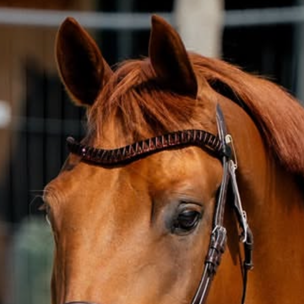 Geschwungener Stirnriemen