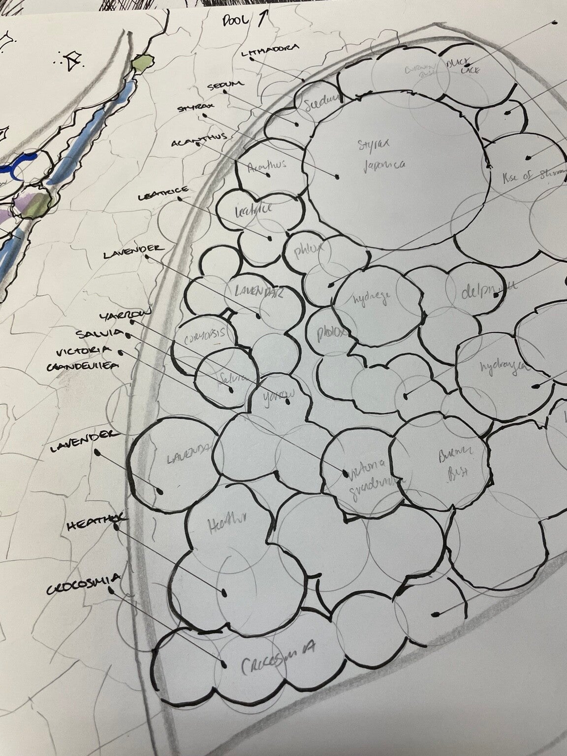 Hand-drawn planting plan showing garden beds, pathways and plant positions