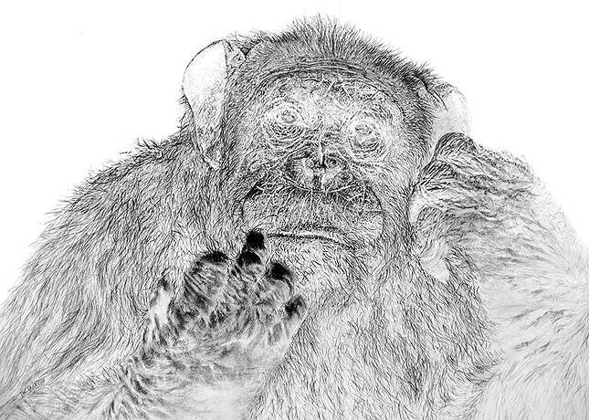 "Schimpanse" - als Negativ gezeichnet B.100 cm x H.70 cm