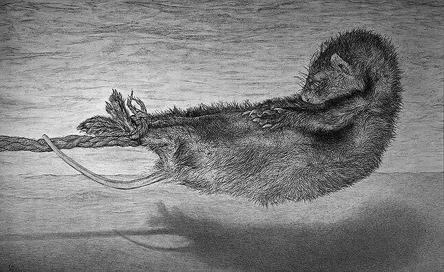 "Kraft - oder wie es das tote Frettchen, trotz aller Widrigkeiten, in eineKunstausstellung schaffte" B.130 cm x H.80 cm