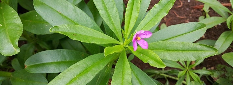 100% natuurlijke cosmetica