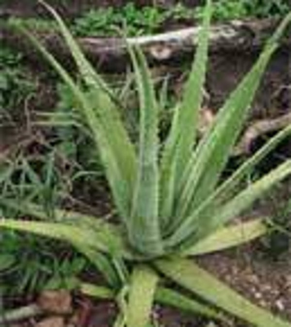 Aloes - Lalwè véra