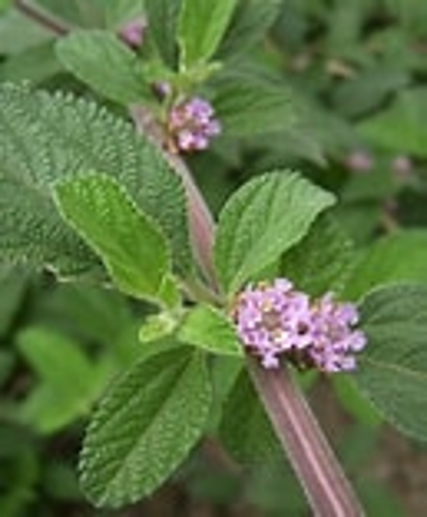 Brisée - Brizé
