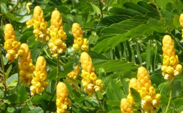 Cassia alata - Kasialata