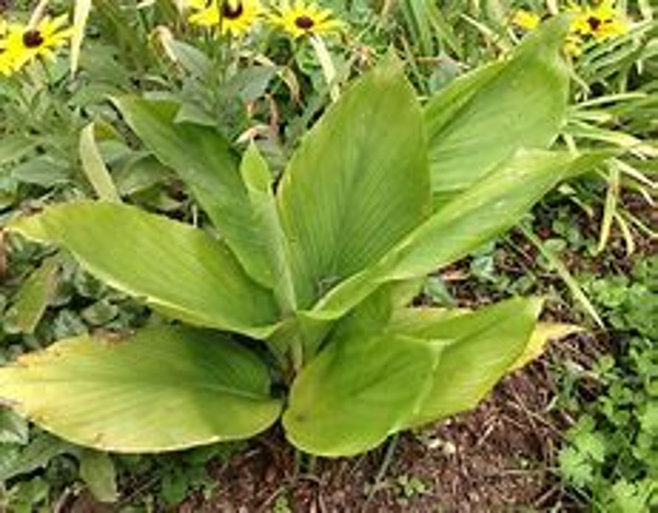 Curcuma - Kikima