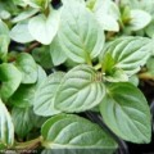 Menthe chocolat - Mant chokola