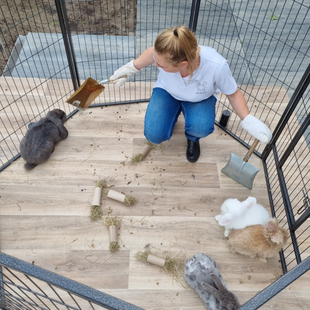 Konijnen koppelen en konijn trainen