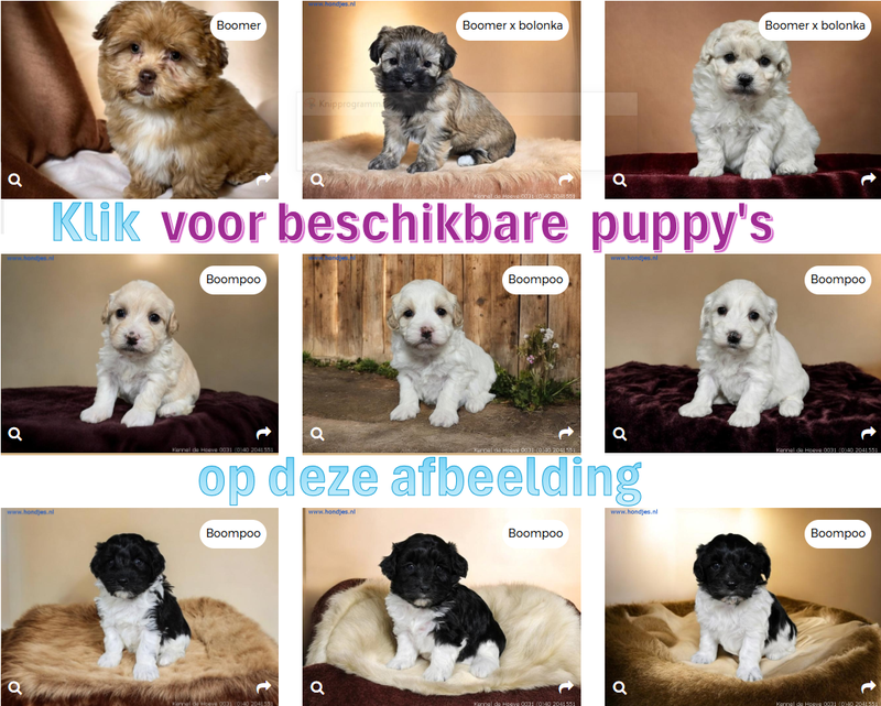 Maltipoo, pups boomer maltezer hondjes