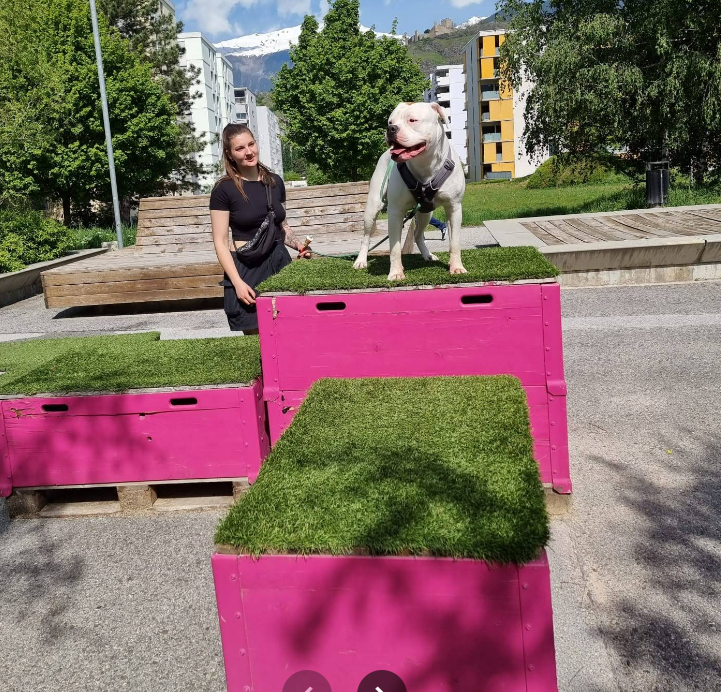 Cours d'éducation pour chien en Valais / Sion - Sierre - Martigny