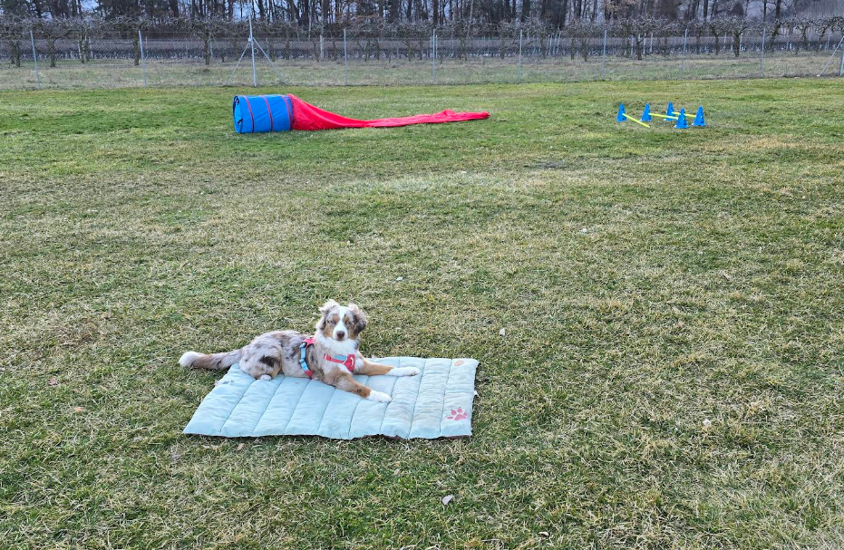 Cours d'éducation pour chien en Valais / Sion - Sierre - Martigny