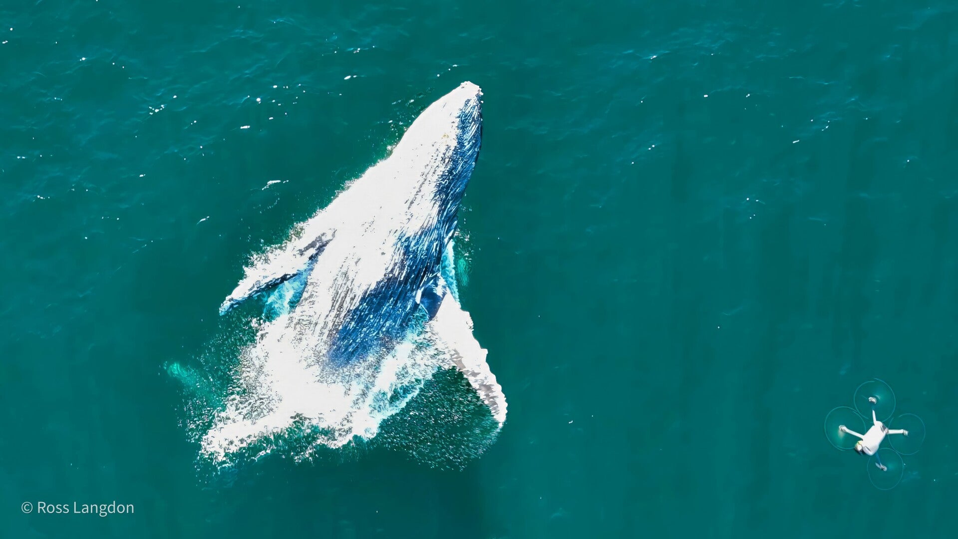 Cabarita Beach & Humpback Whales, Tweed Coast