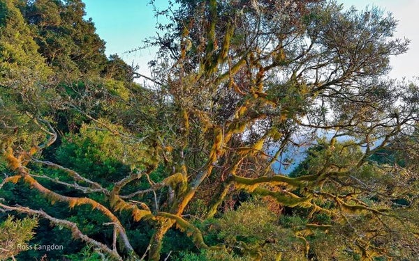 Carr's Lookout, Scenic Rim