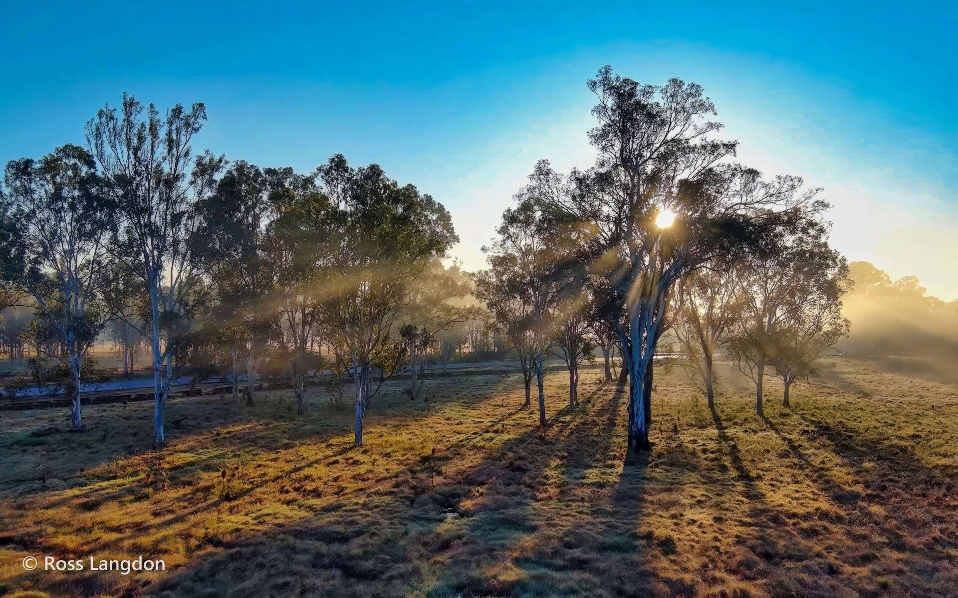 Morning mist at Rosewood
