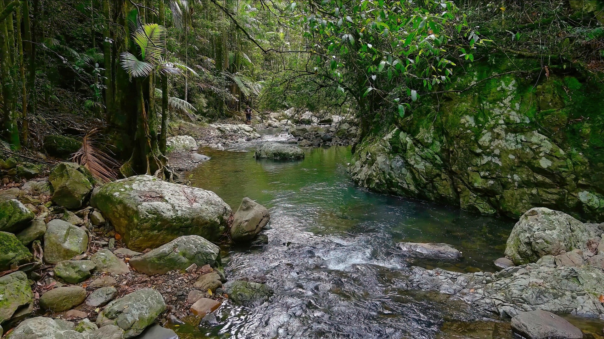 Tallebudgera Gorge Falls