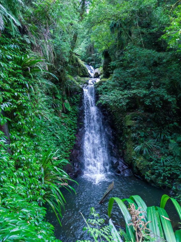 O'Reillys Rainforest Retreat & Tooloona Creek