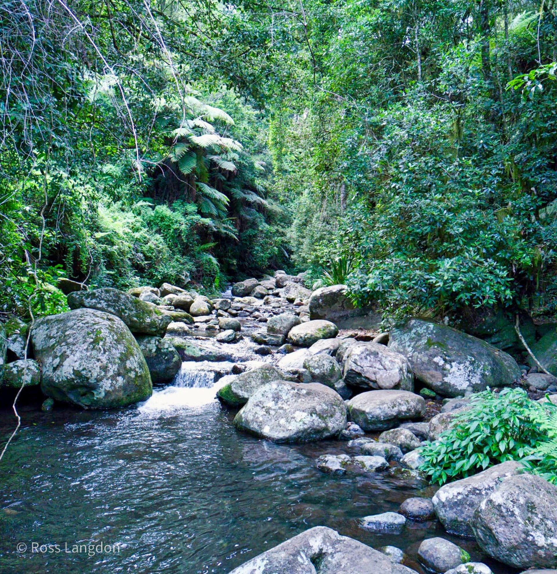 O'Reillys Rainforest Retreat & Tooloona Creek