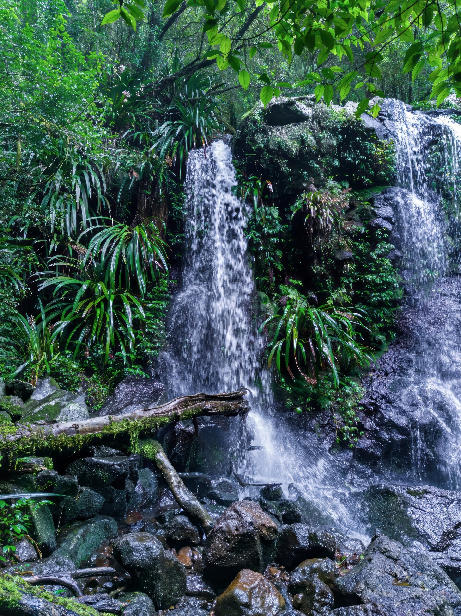 O'Reillys Rainforest Retreat & Tooloona Creek