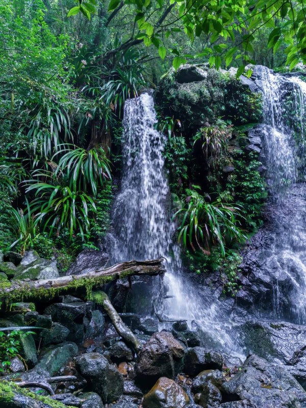 O'Reillys Rainforest Retreat & Tooloona Creek