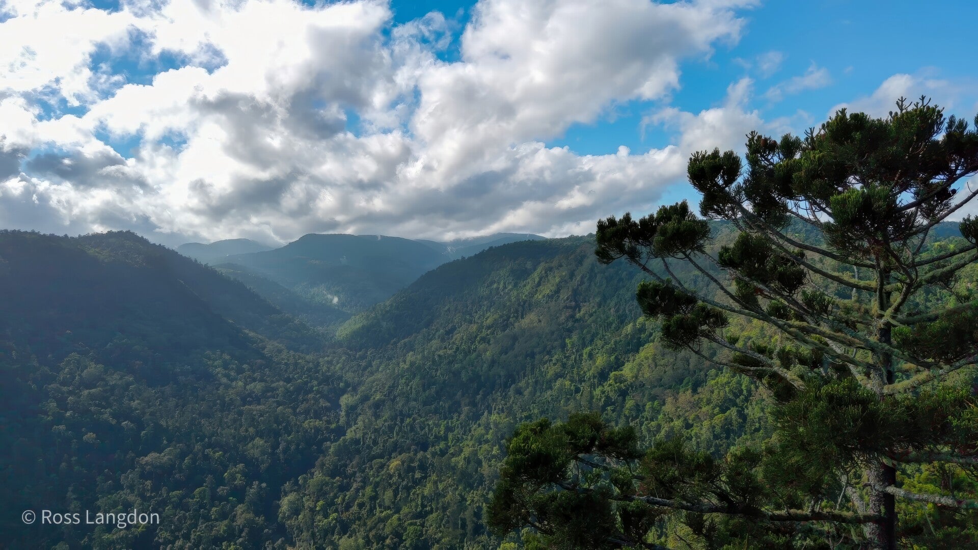 O'Reillys Rainforest Retreat & Tooloona Creek