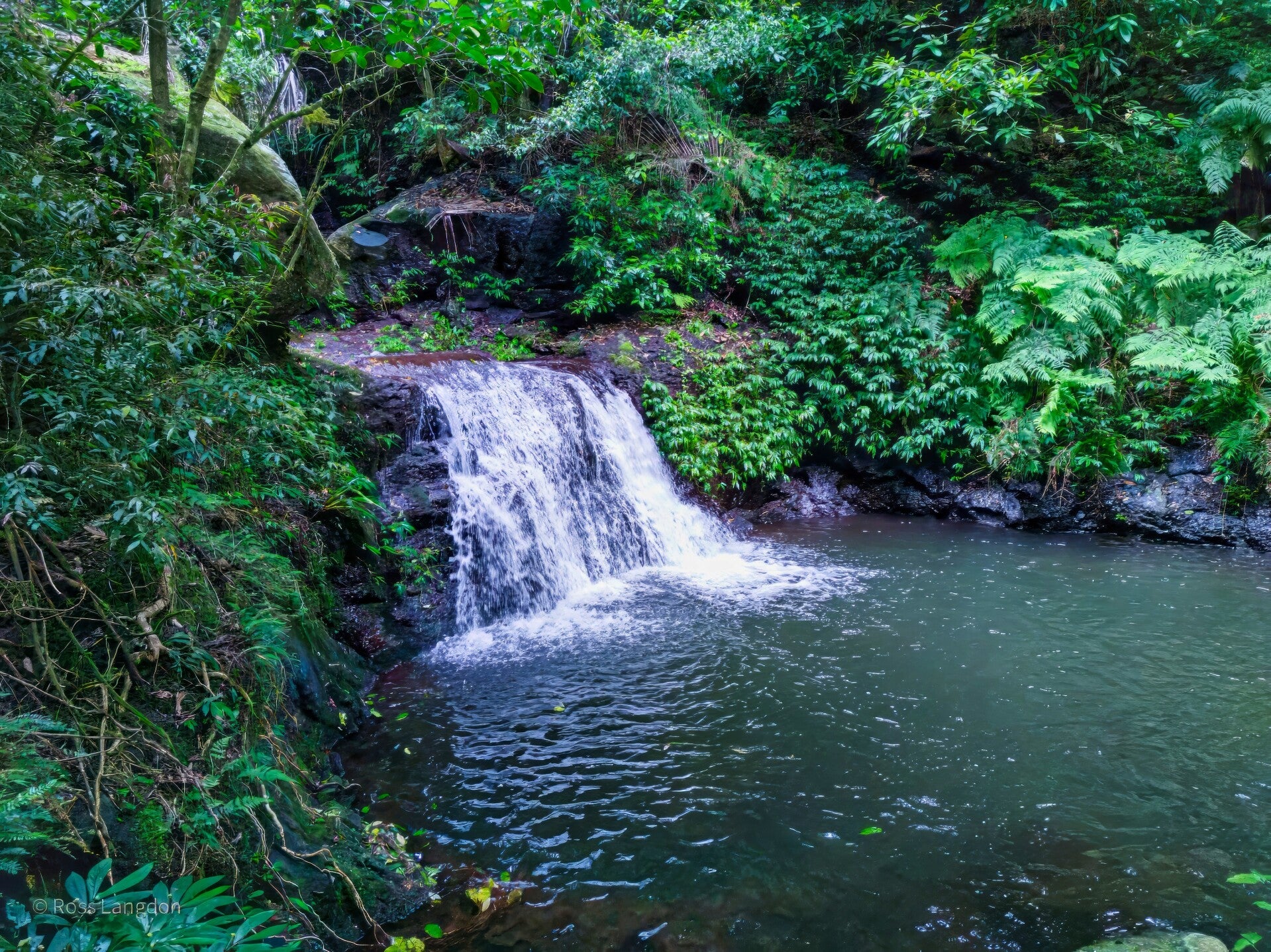 O'Reillys Rainforest Retreat & Tooloona Creek