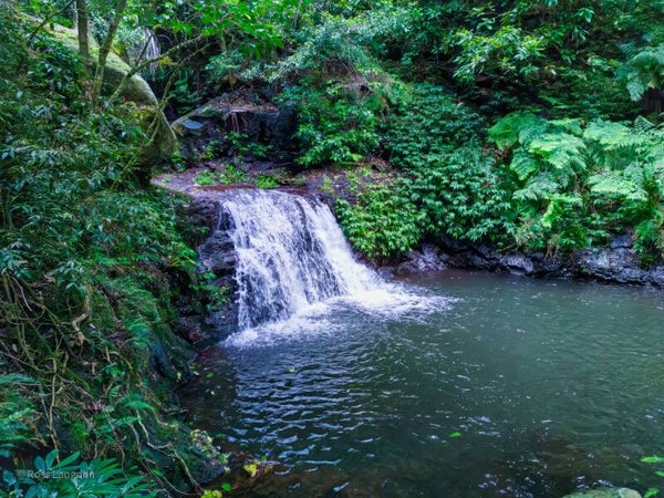 O'Reillys Rainforest Retreat & Tooloona Creek