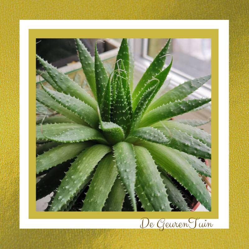 Kies voor een Aloë Vera plant in je huis.