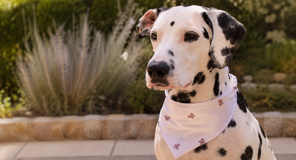Vlinder Scrunchie Bandana