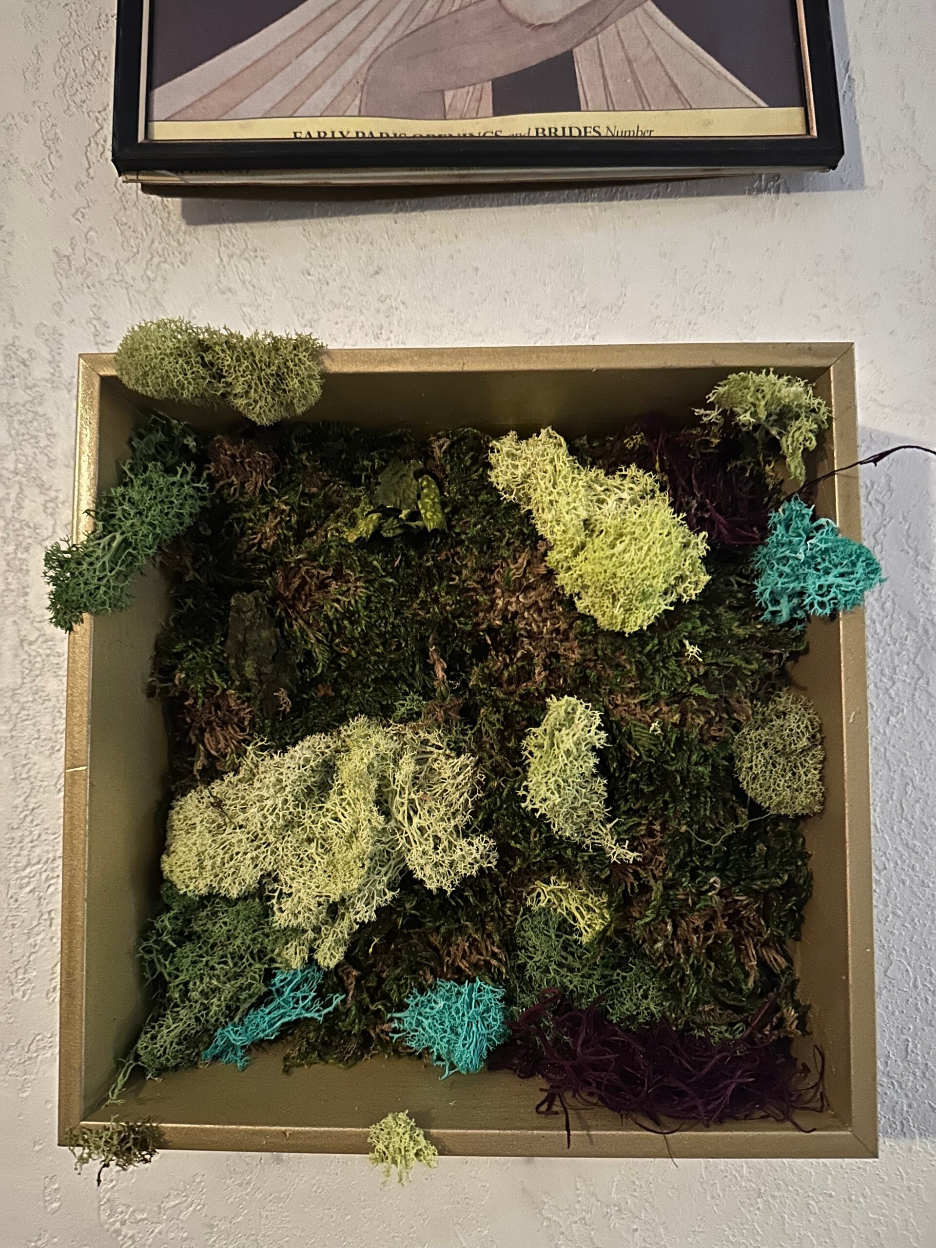 Gold framed Moss Box