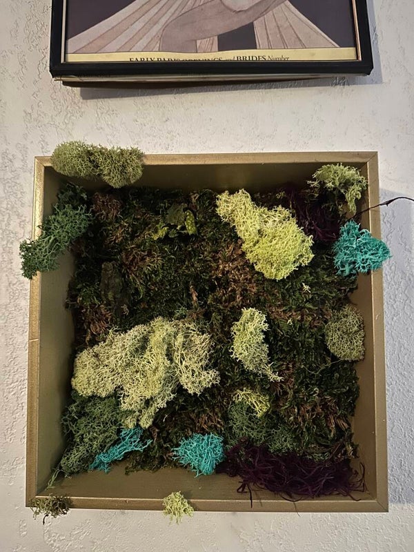 Gold framed Moss Box
