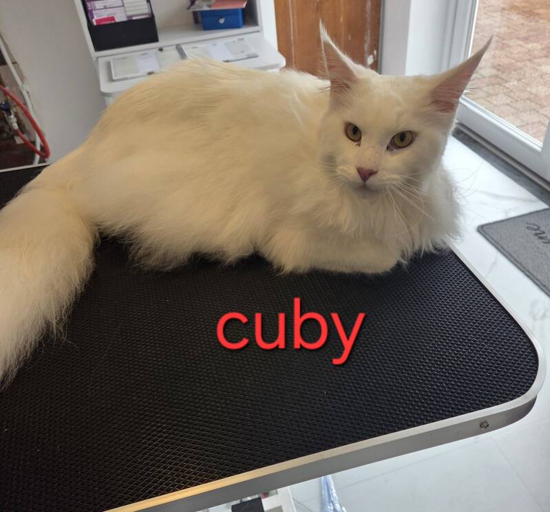 cuby-standard.jpg