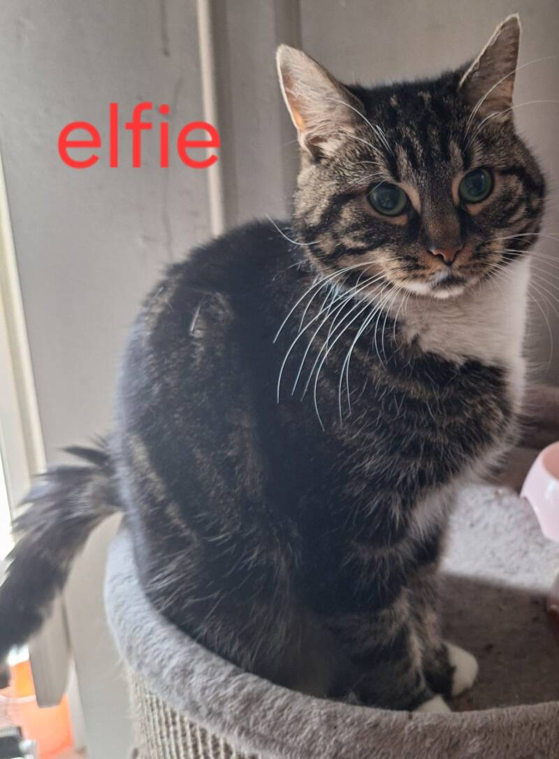 elfie-standard.jpg