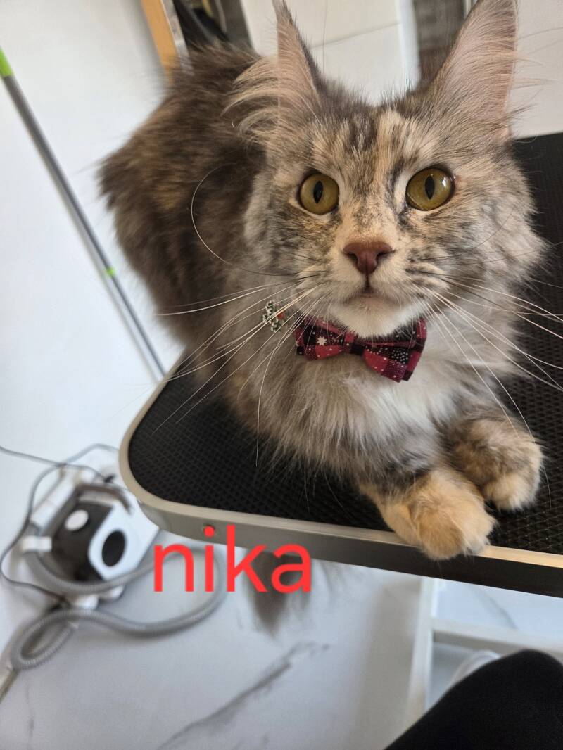 nika-standard.jpg