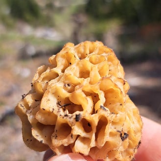 Μουρχέλα μανιτάρι, Αρκαδία | Mushroom, Arcadia