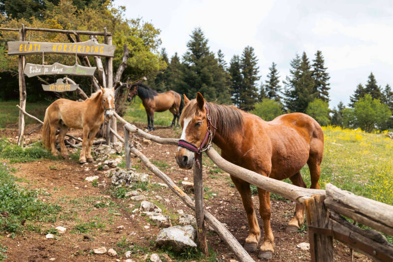 Βόλτα με Άλογα στο δάσος, Ελάτη | Horse riding in the forest, Elati, Arcadia