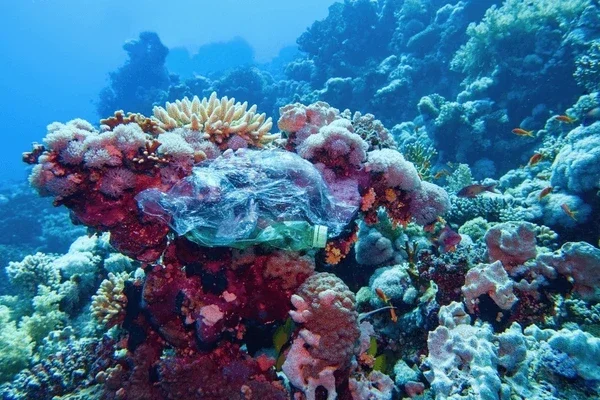 corail, plantations de corail, blanchiment du corail
