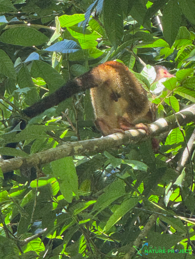 singes wildlife CostaRica Pura Vida Corcovado