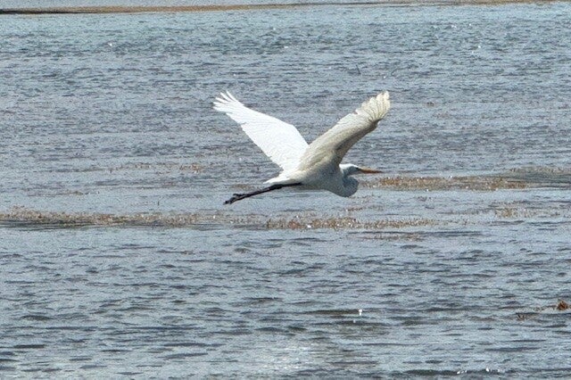 grande aigrette, migration, Petit cul de sac Marin