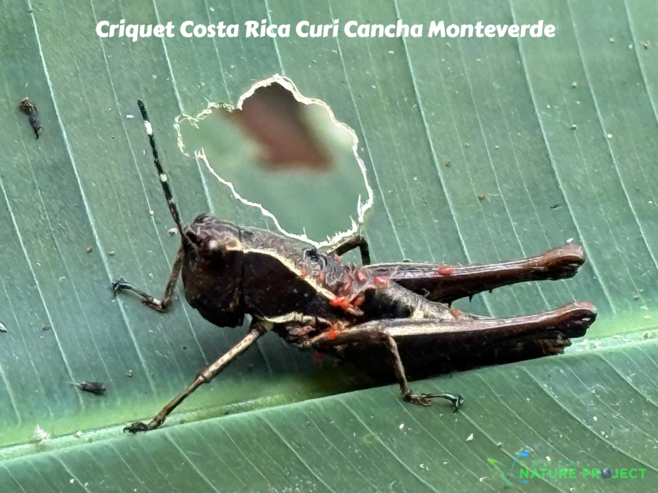 Criquet wildlife CostaRica Pura Vida Curi Cancha