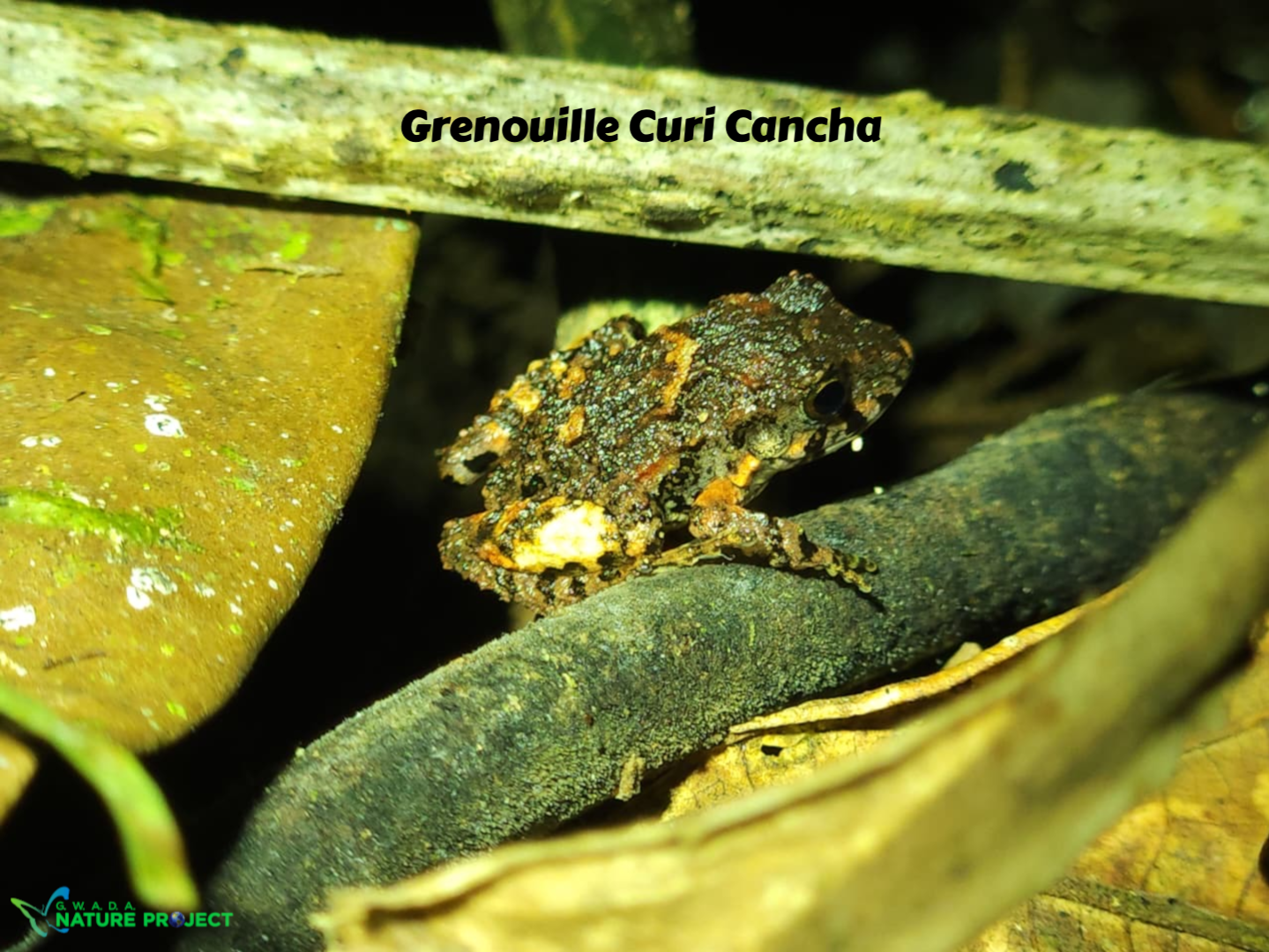 grenouilles wildlife CostaRica Pura Vida Corcovado