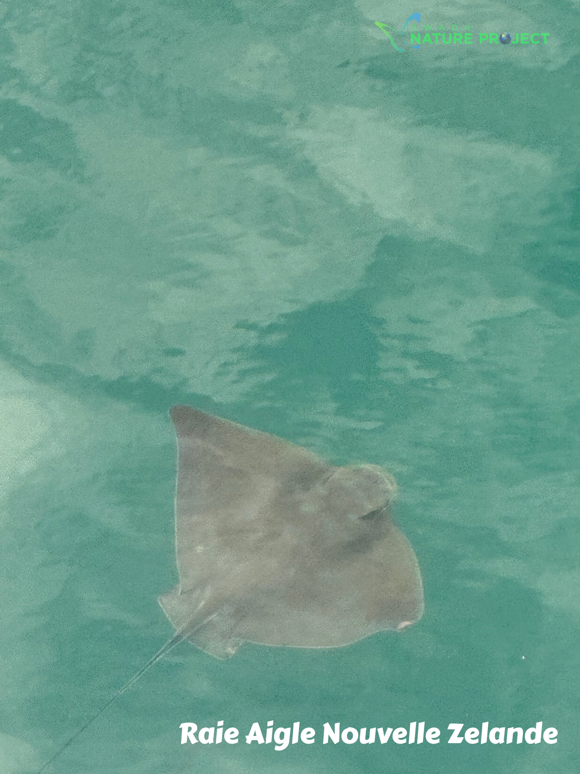 raie, raie aigle,Nouvelle Zelande,voyage, evasion