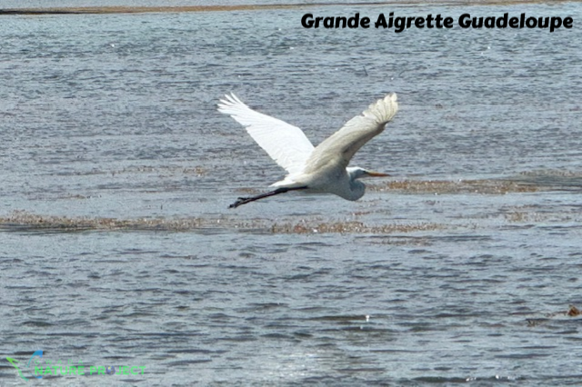 grande aigrette, faune et flore Petit Cul de Sac Marin, Faune et Flore Guadeloupe