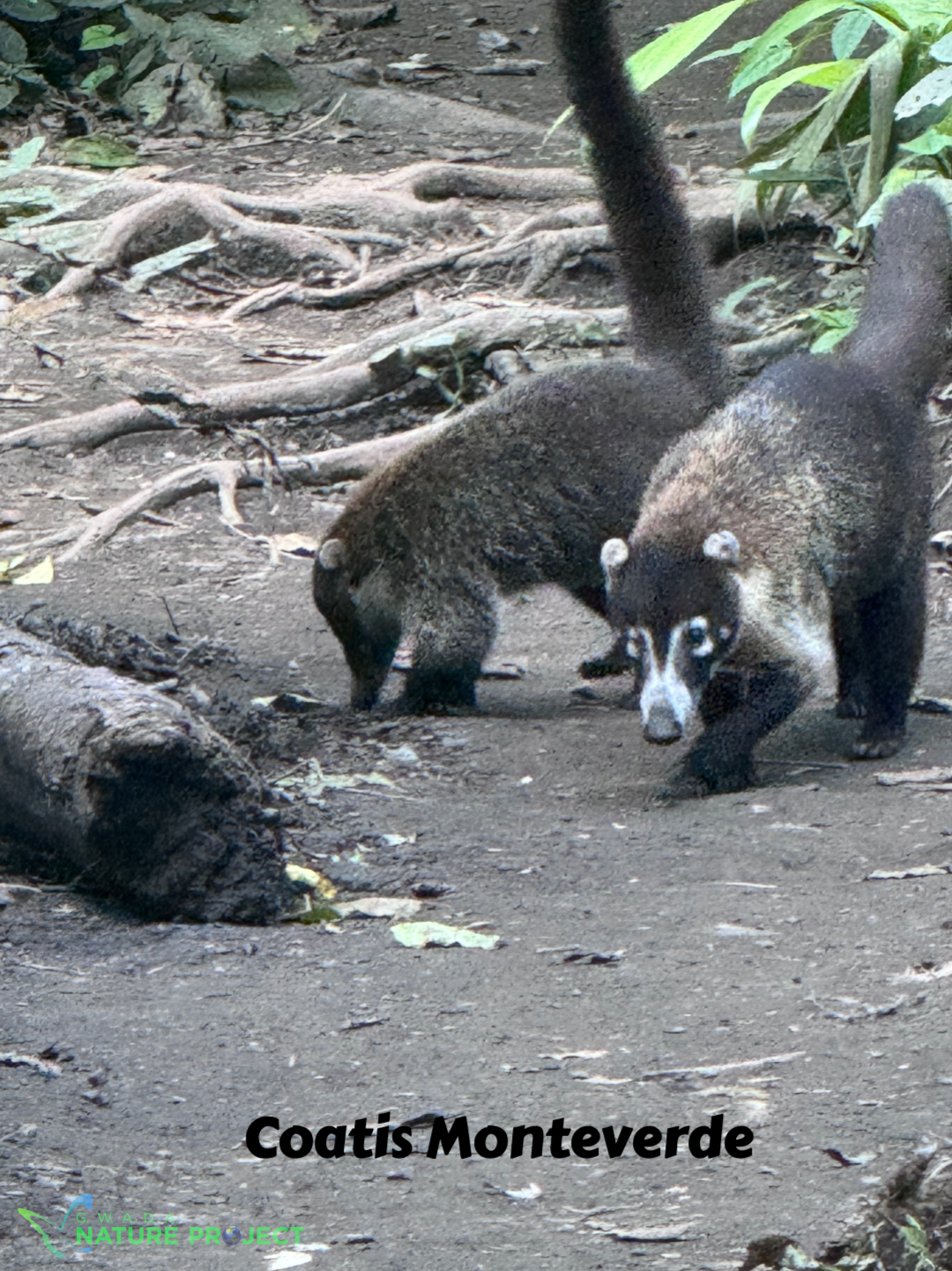 coatis mammifereswildlife CostaRica Pura Vida Corcovado