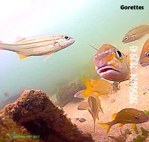 gorette, gorette jaune, faune et flore Petit Cul de Sac Marin, Faune et Flore Guadeloupe