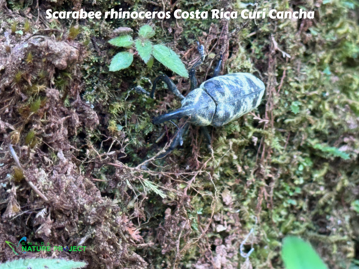 scarabee  wildlife CostaRica Pura Vida Curi Cancha