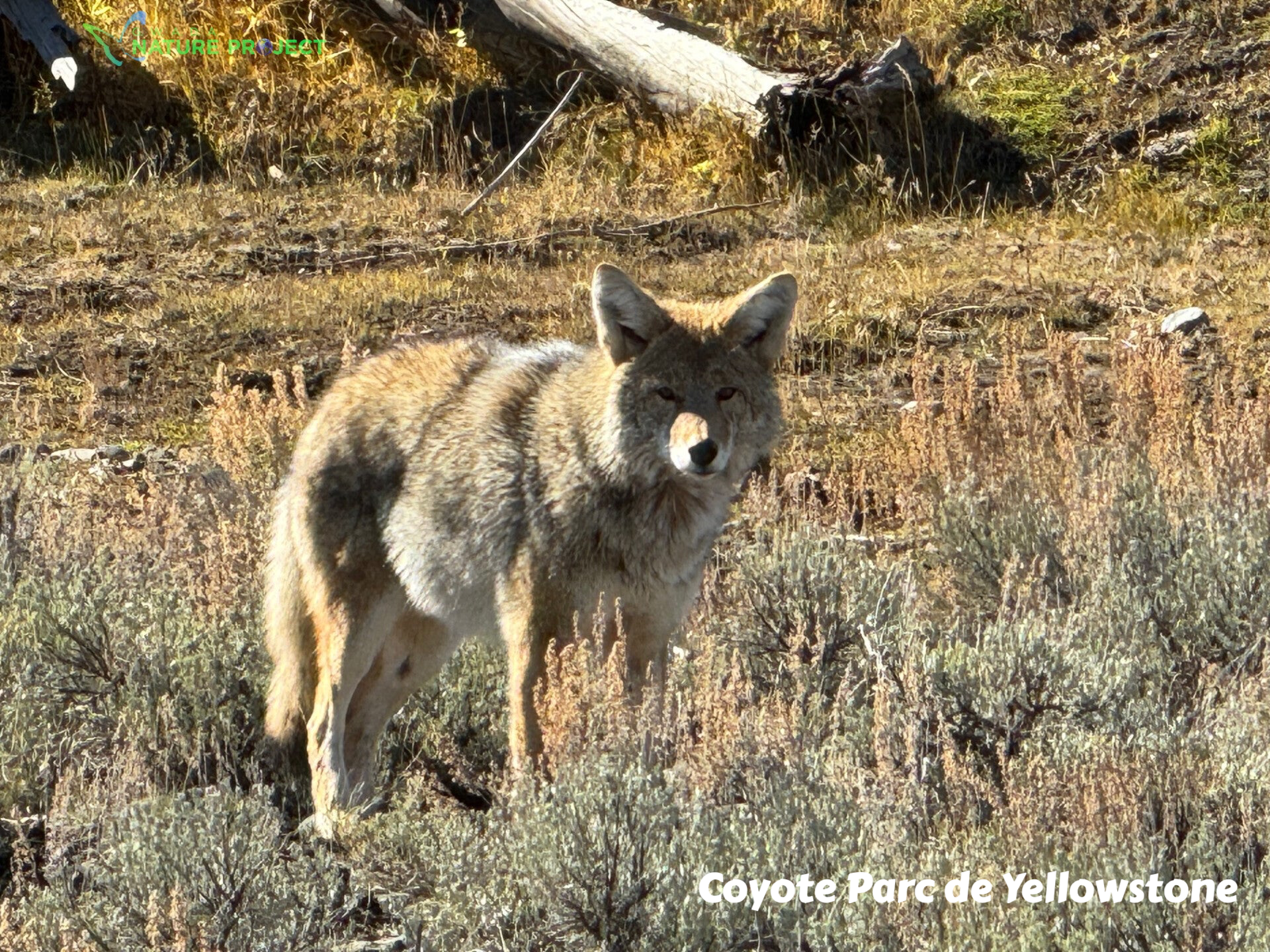 wildlife Yellowstone Coyote
