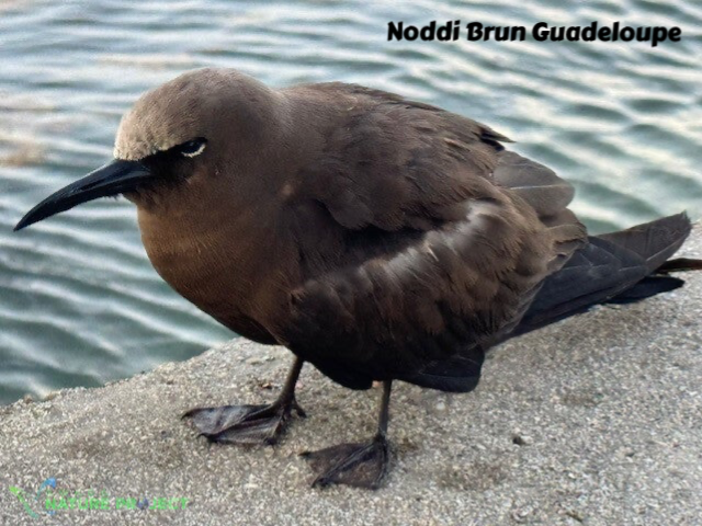 Noddi brun, faune et flore Petit Cul de Sac Marin, Faune et Flore Guadeloupe