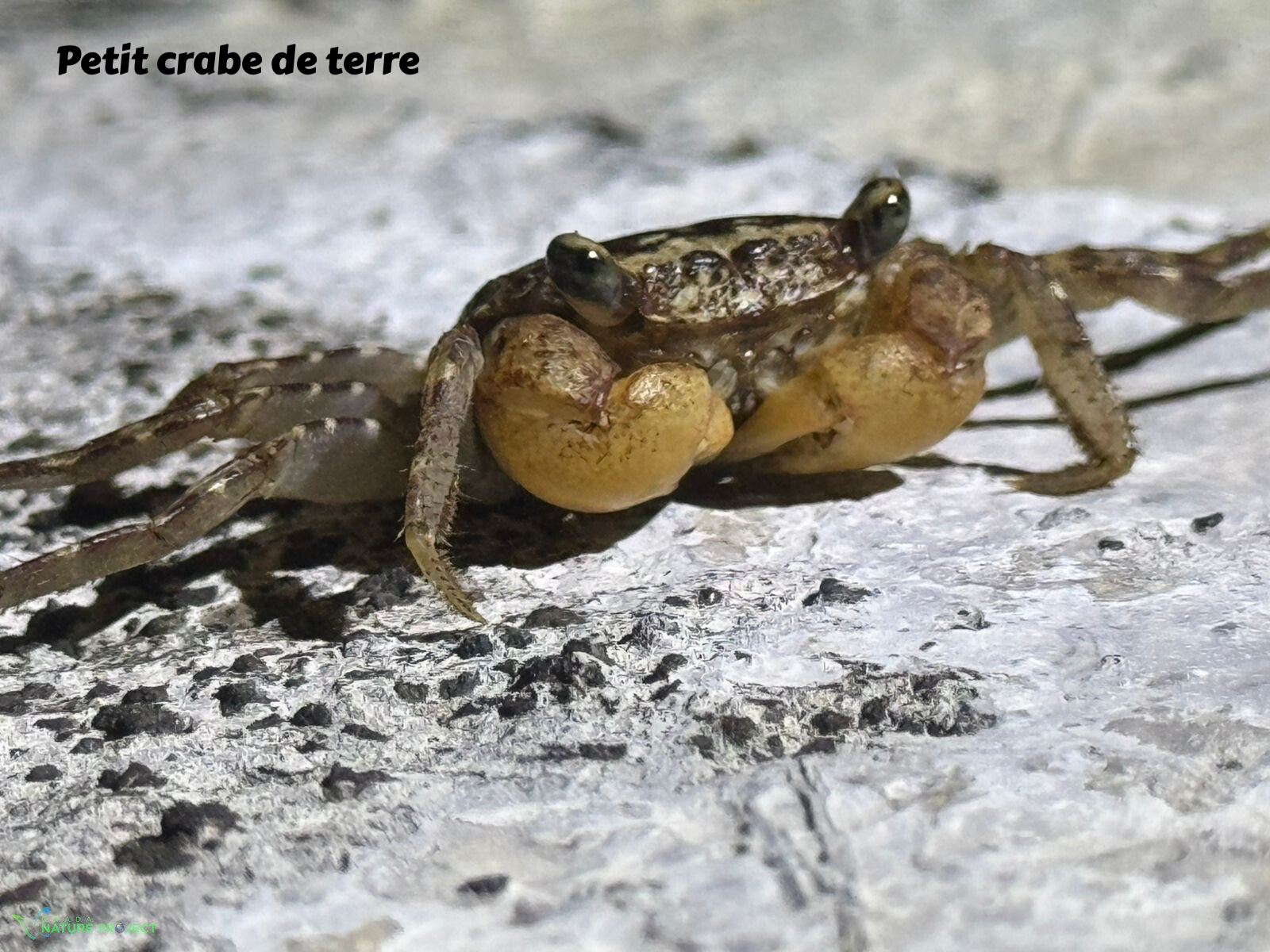 crabe de terre, crabe, faune et flore Petit Cul de Sac Marin, Faune et Flore Guadeloupe