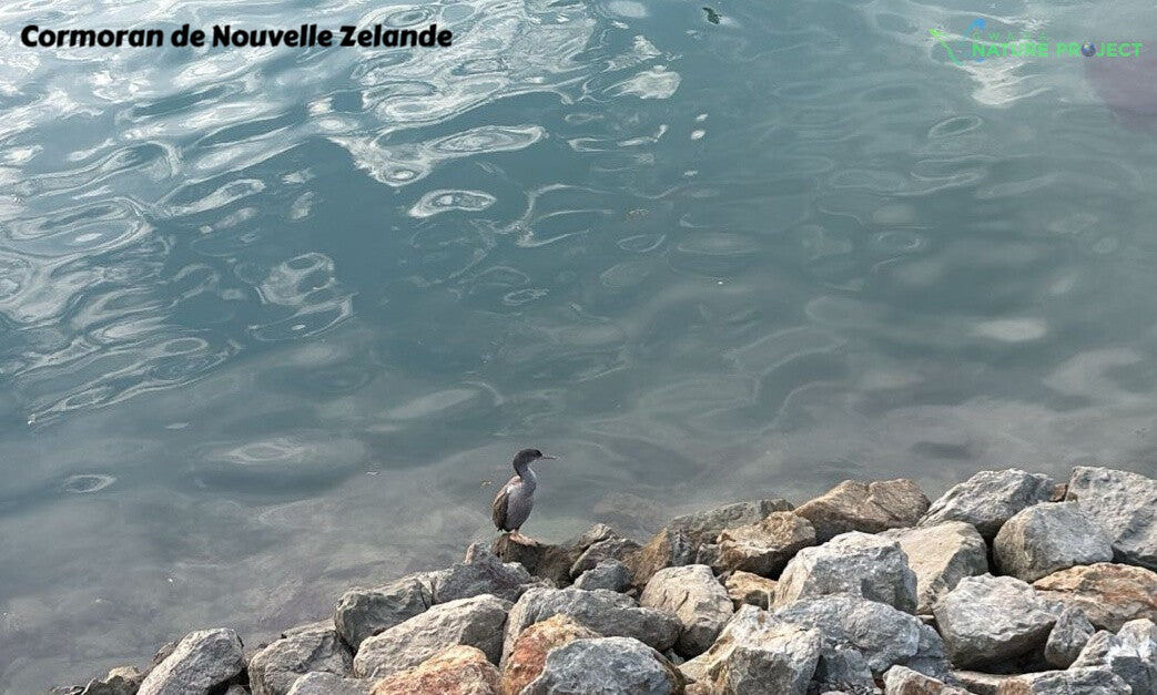 Cormoran, Nouvelle Zelande,voyage, evasion